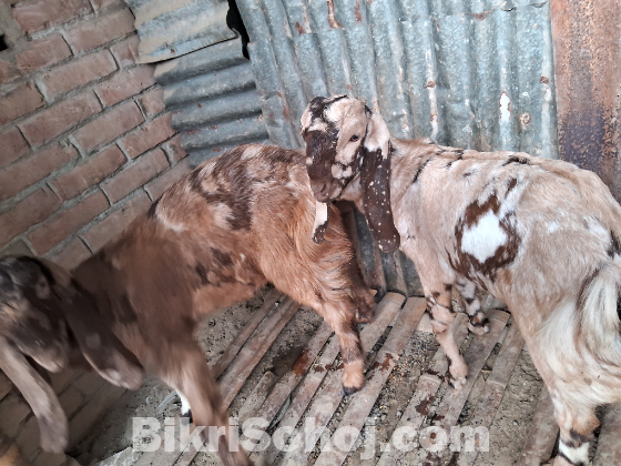 হরিয়ানা ছাগল বিক্রয় করা হইবে।